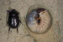 Tomarus subtropicus adult (Left) and larva (Right)